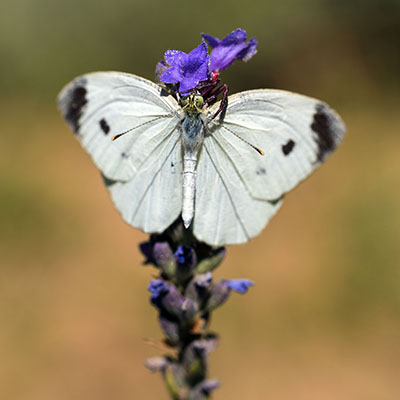 Thomisidae and Pieris brassicae / Tragedy-  Mohamadjavadi 